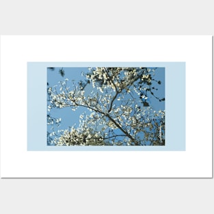 White Dogwood Posters and Art